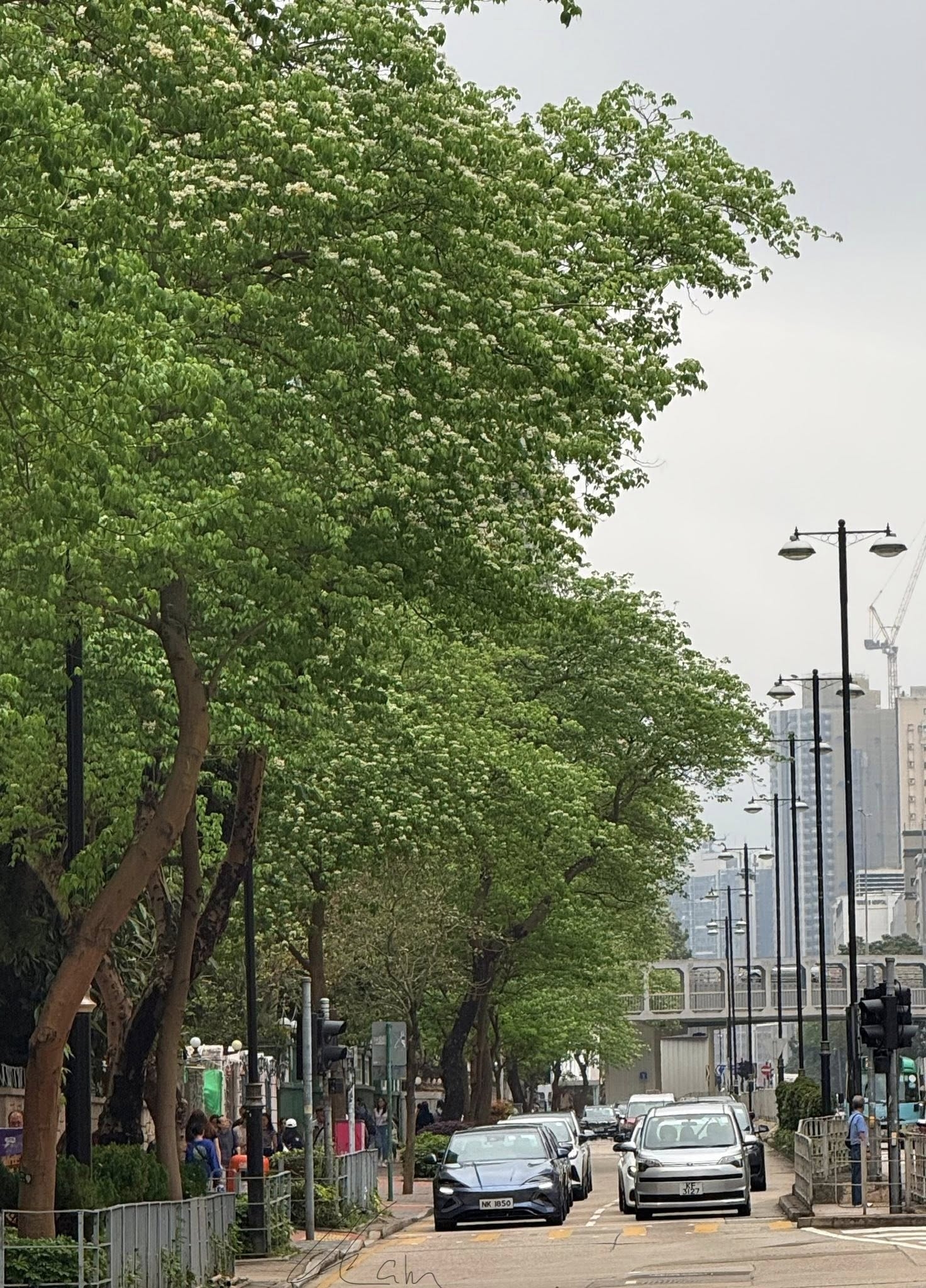 可能是樹、街道和道路的圖像