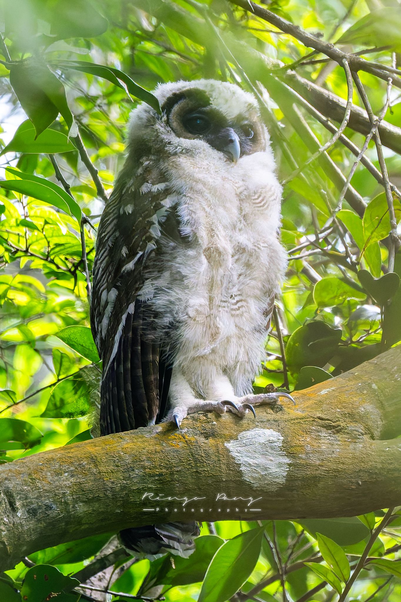 褐林鴞｜嘉道理農場再現珍稀貓頭鷹。(FB@Ringo Pang)