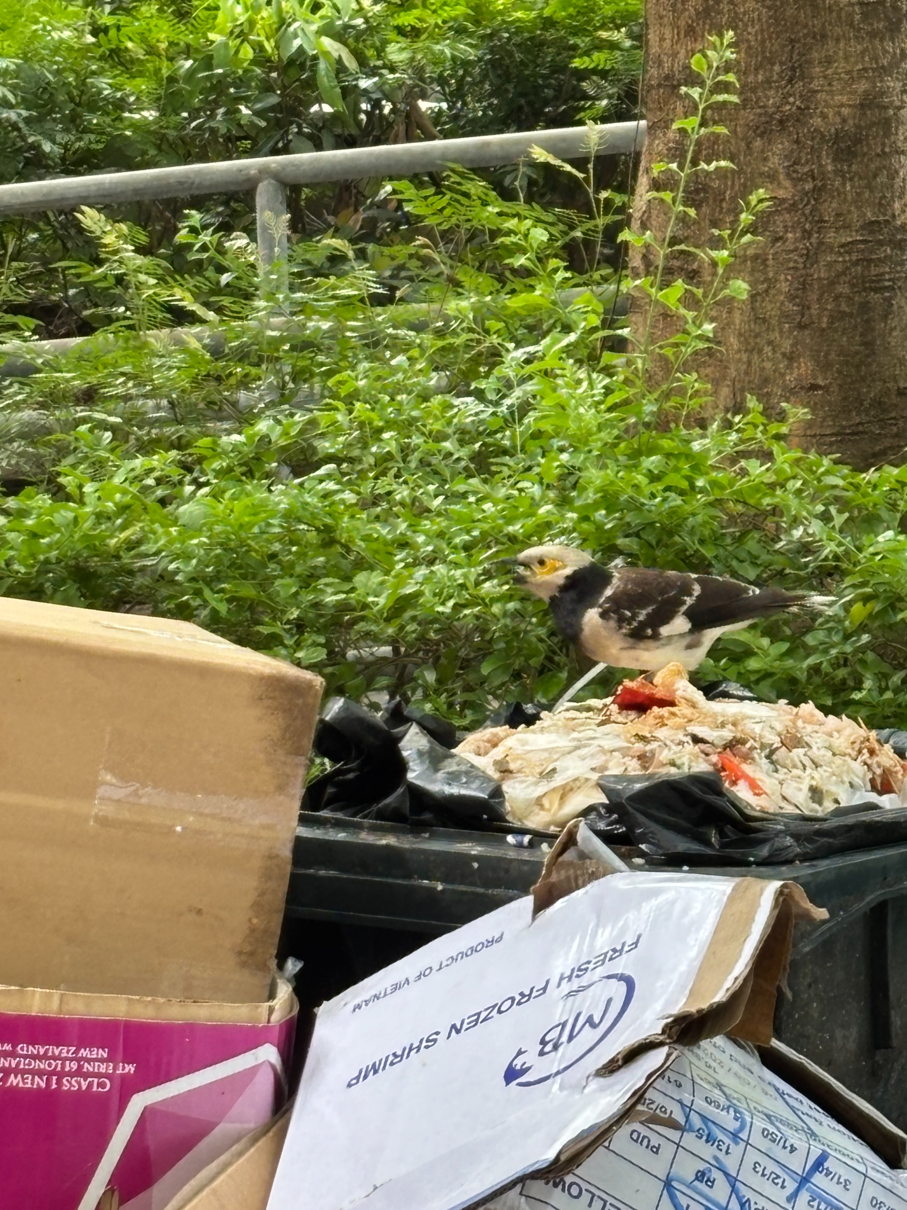 東張西望報料｜黑領椋鳥黃埔後巷垃圾桶「開餐」　街坊憂垃圾問題：養肥雀群