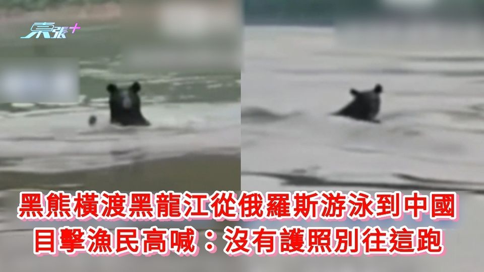 有片丨黑熊橫渡黑龍江從俄羅斯游泳到中國 目擊漁民高喊：沒有護照別往這跑
