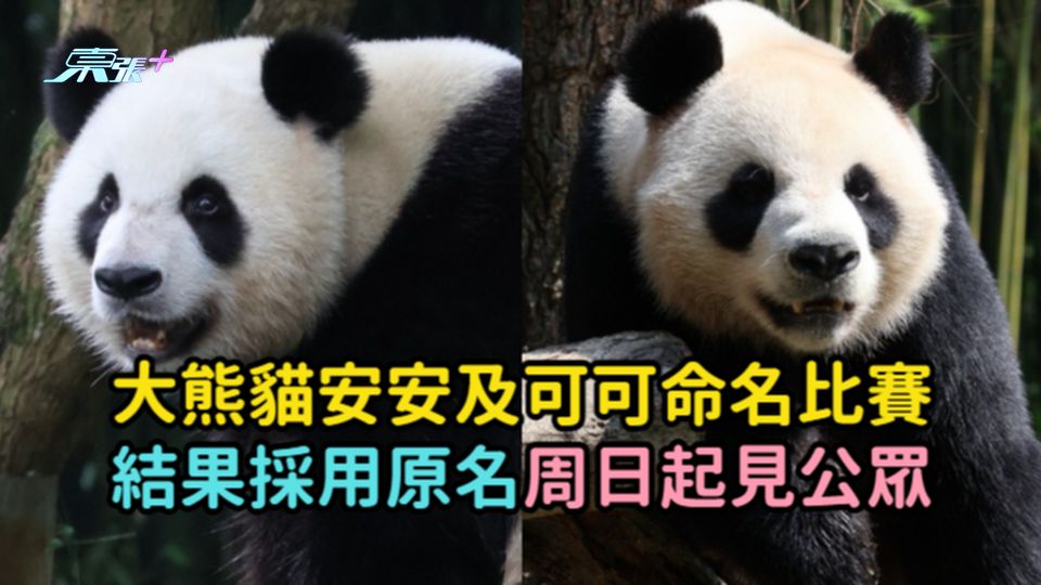 大熊貓安安及可可命名比賽結果採用原名  周日起見公眾