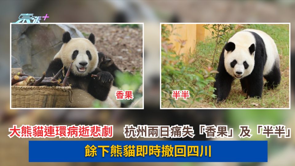 大熊貓連環病逝悲劇　杭州兩日痛失「香果」及「半半」　餘下熊貓即時撤回四川