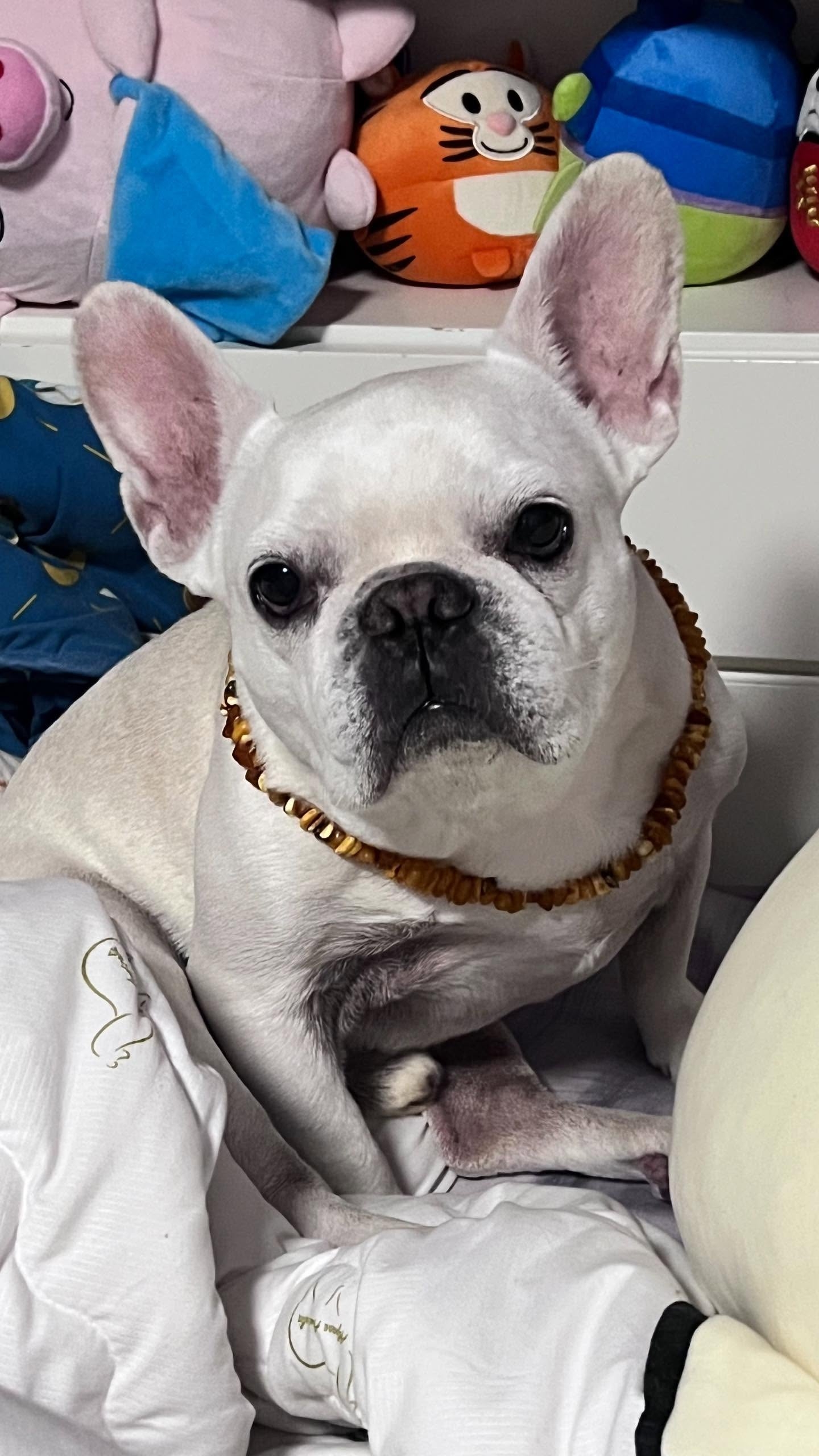 港女帶狗狗坐的士疑被司機拒載發文公審　網民正反熱議鬧完司機鬧乘客