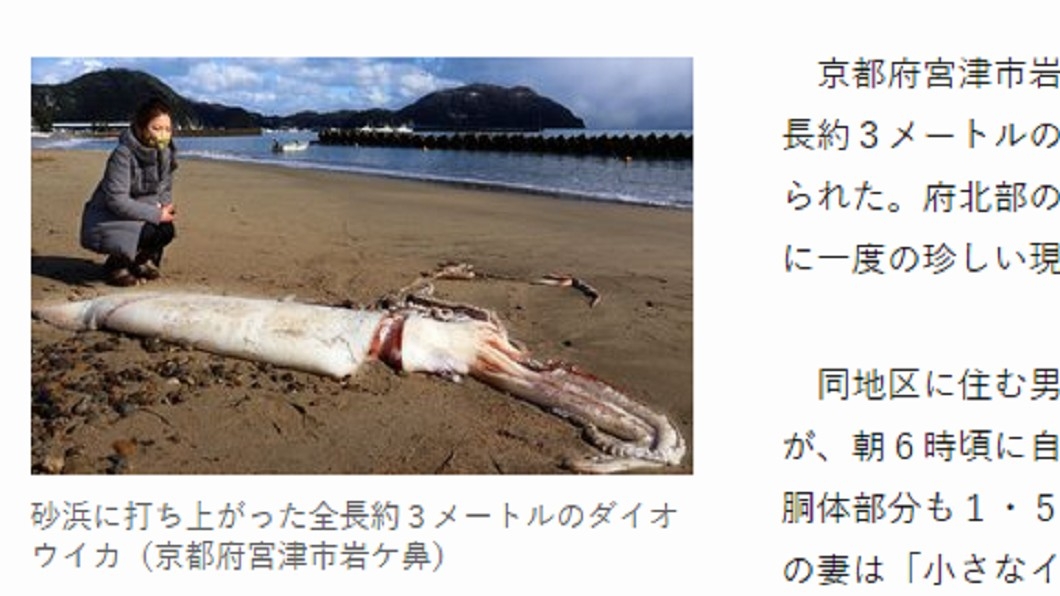日本秋田縣2016年出現3.22米的大王魷魚。互聯網