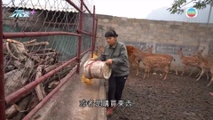 廣西養殖戶夫妻拍片記錄飼養梅花鹿過程 助開拓鹿茸銷售市場