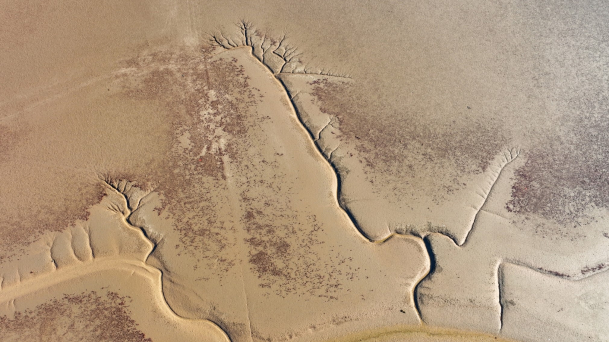 山東東營黃河入海口海灘出現的「大地之樹」。網上圖片