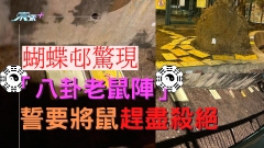 蝴蝶邨驚現「八卦老鼠陣」誓要將鼠趕盡殺絕