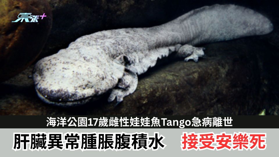 海洋公園17歲雌性娃娃魚Tango急病離世　肝臟異常腫脹腹積水接受安樂死