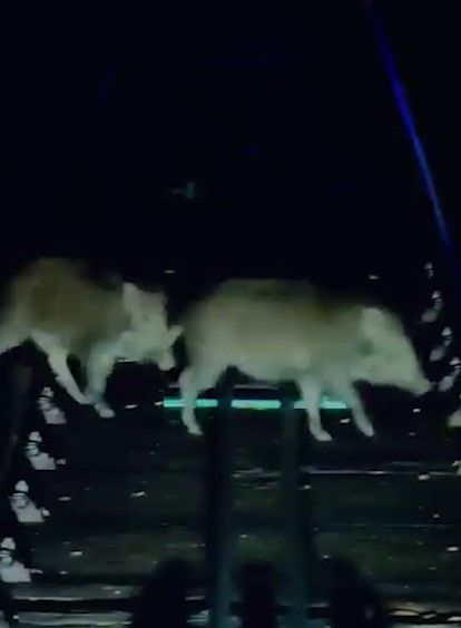 山頂纜車遇野豬BB「學行」阻路