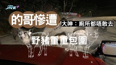 的哥慘遭野豬重重包圍  大呻：廁所都唔敢去