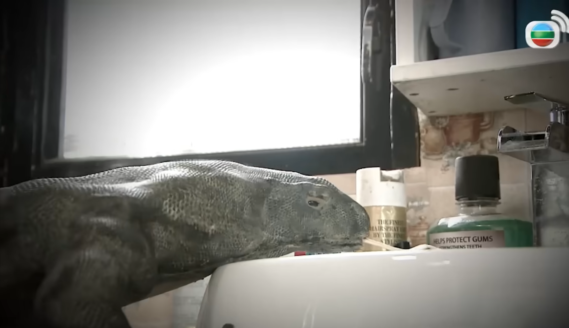 TVB劇集《愛回家》角色金城安的「愛寵」