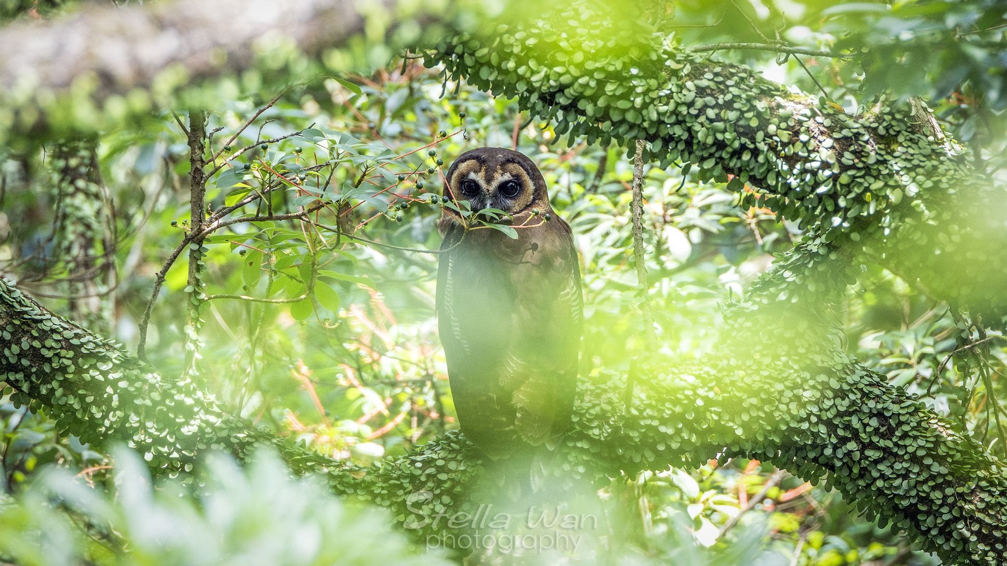 褐林鴞｜嘉道理農場再現珍稀貓頭鷹。(FB@Stella Wan)