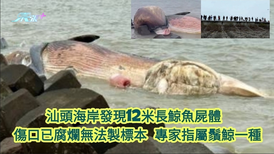 汕頭海岸發現12米長鯨魚屍體 傷口已腐爛無法做標本 專家指屬鬚鯨一種