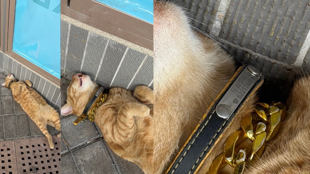 事主在社交平台發文，以半責怪語氣寫道：「長沙灣佳寶，你哋啲職員返工時間喺舖頭出面蛇王訓覺都得㗎咩？」並附上多張照片，顯示一隻貓在超市門外躺平瞓覺