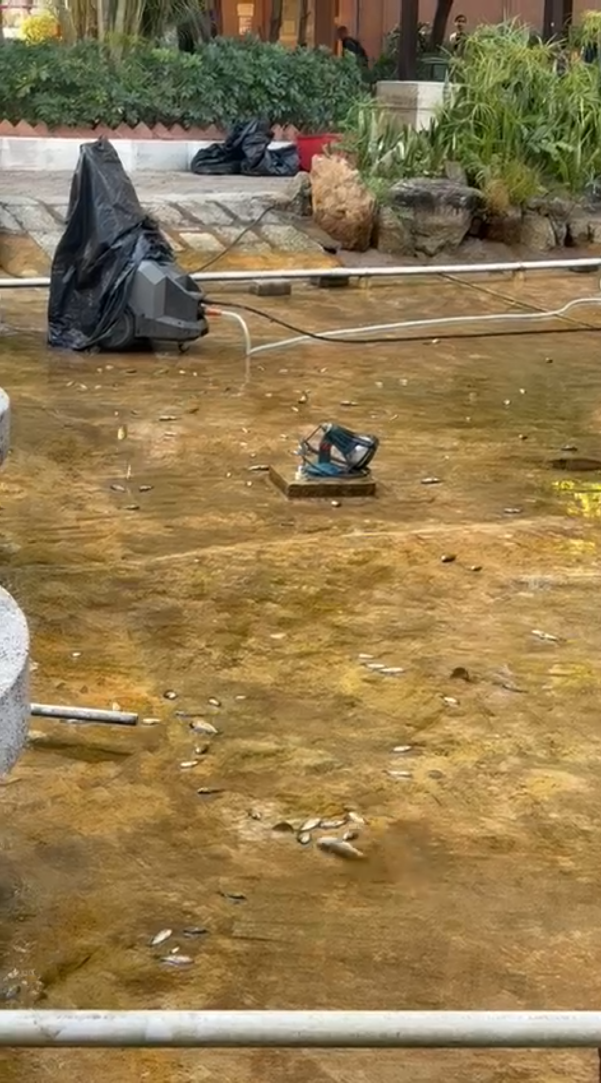 從片段中可見魚池水已經被抽乾，而本來生活在當中的魚群卻未有被事前轉移，大魚小魚全部橫躺在地上缺氧掙扎。