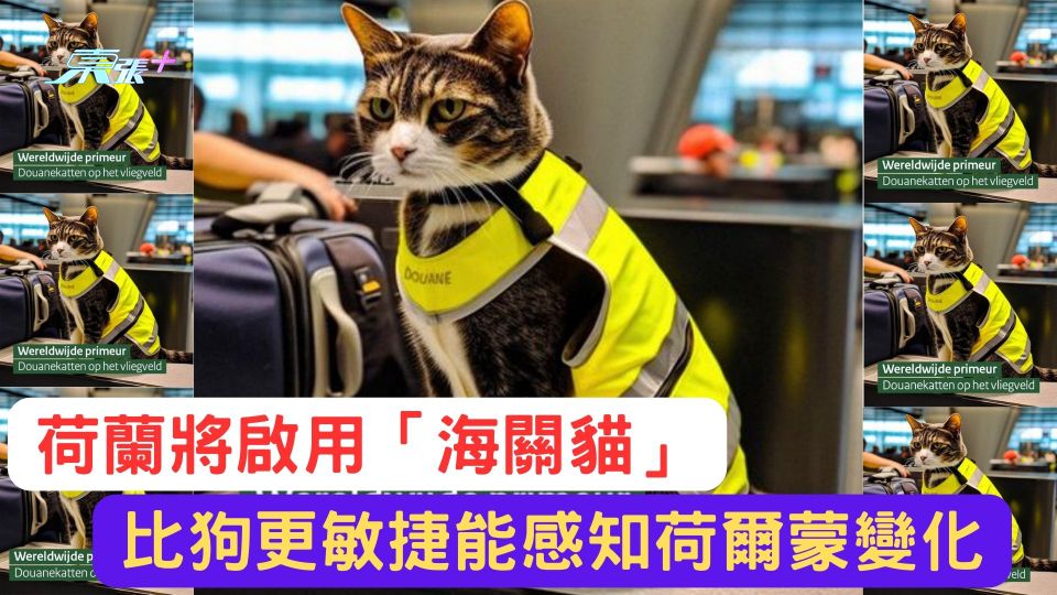 荷蘭「海關貓」即將上任　比狗更敏捷能感知荷爾蒙變化