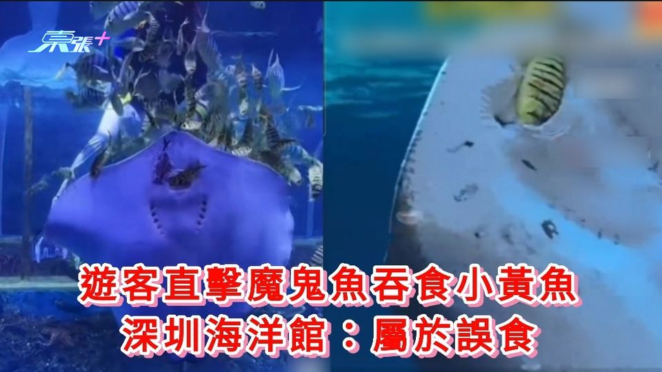 有片丨遊客直擊魔鬼魚吞食小黃魚 深圳海洋館：屬於誤食