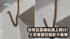 有片｜恐怖巨型蜈蚣牆上爬行! 上百隻腳狂動影片瘋傳