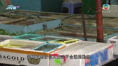 有市民趁佛誕到海邊放生 漁護署巡查後指無發現殘酷對待動物