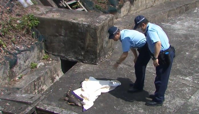 黃大仙驚現蜥蜴過馬路　慘遭車輾過受傷