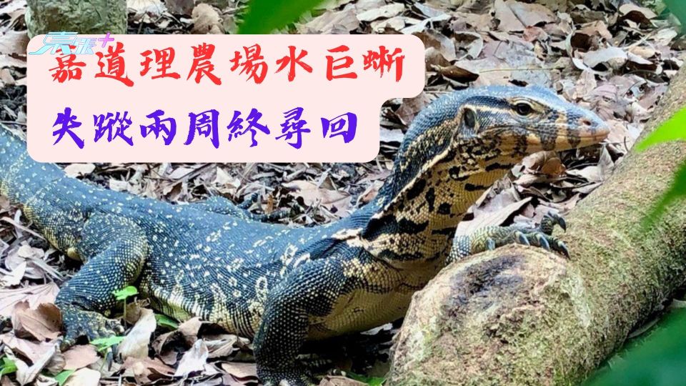 嘉道理農場水巨蜥 失蹤兩周終尋回