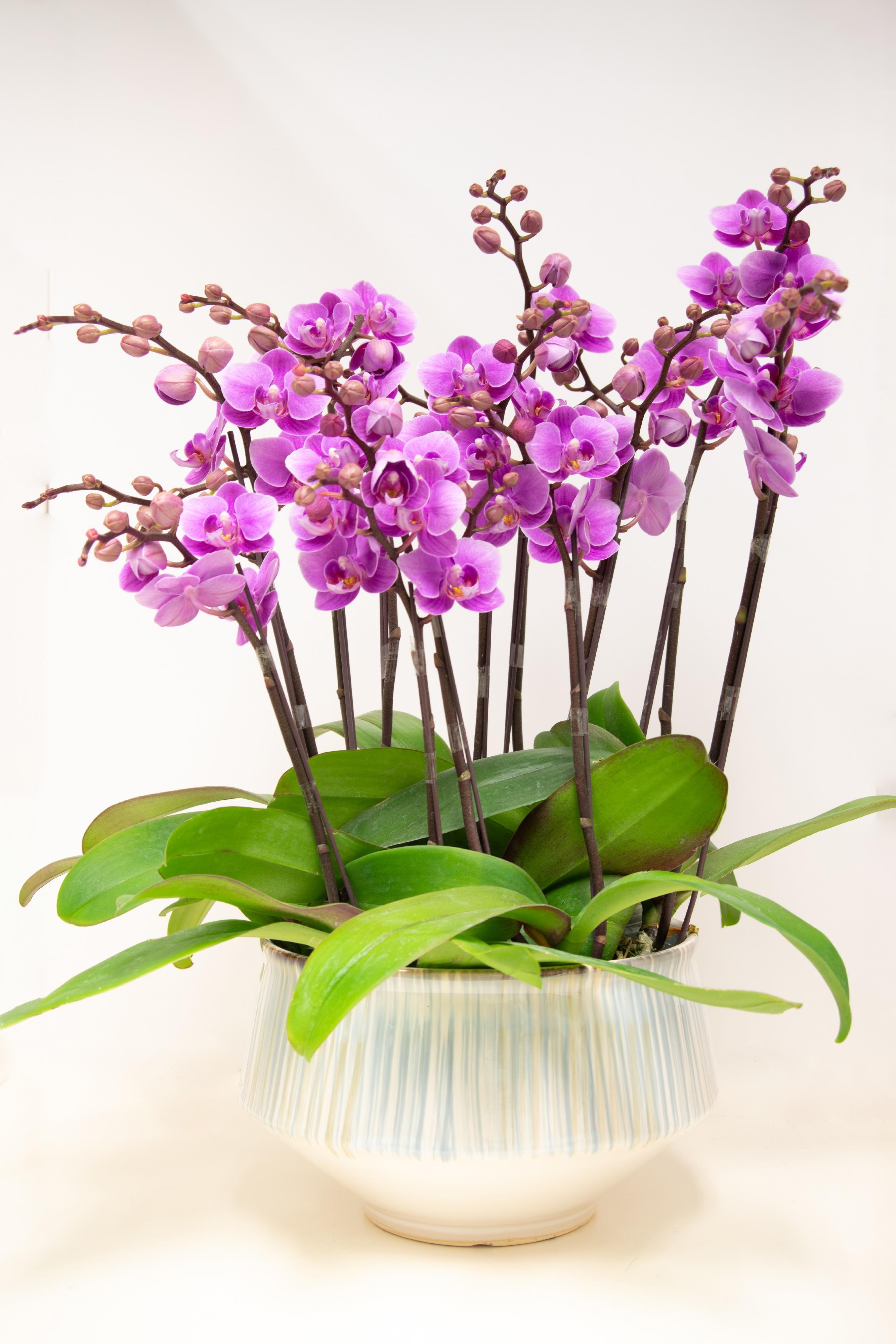 圖示常檢獲的蘭花。（漁護署圖片）