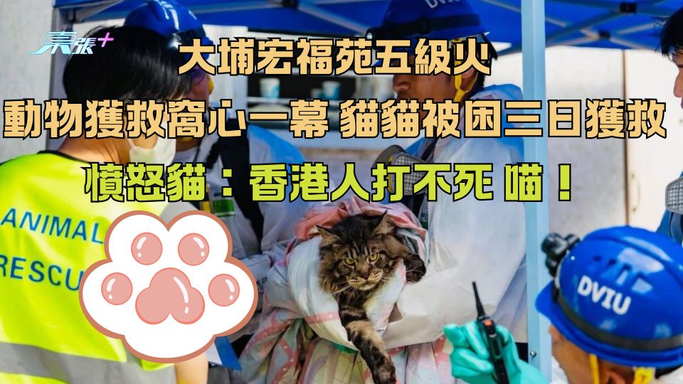 大埔宏福苑五級火｜動物獲救窩心一幕 貓貓被困三日獲救 憤怒樣：香港人打不死 喵！