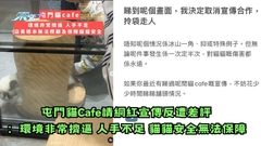 屯門貓Cafe請網紅宣傳反遭差評 ：環境非常擠逼 人手不足 貓貓安全無法保障