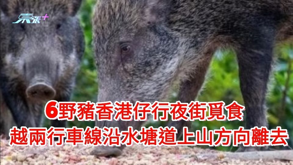 野豬出沒｜6野豬香港仔行夜街覓食　越兩行車線沿水塘道上山方向離去 
