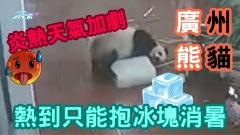 有片｜超可愛！炎熱天氣加劇 廣州熊貓熱到只能抱冰塊消暑