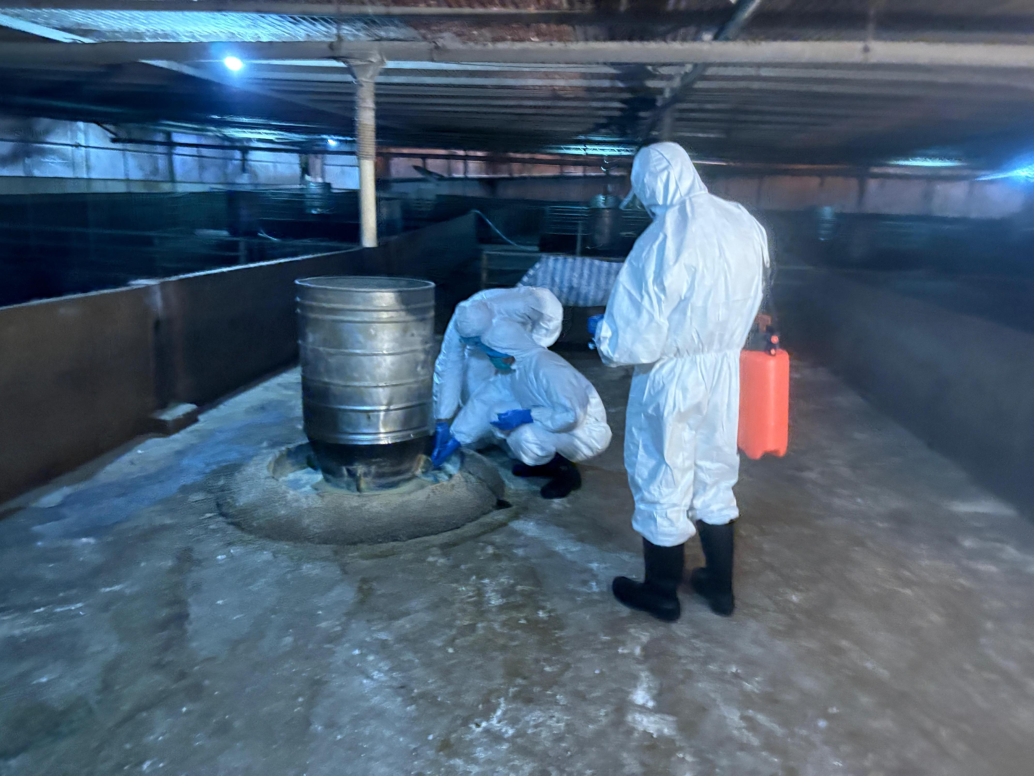 圖示漁護署獸醫聯同專家到涉事豬場實地視察及調查，並收集環境樣本作進一步分析。（漁護署圖片）