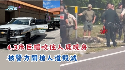 有片慎入│4.3米巨鱷咬住人屍現身 被警方開槍人道毀滅