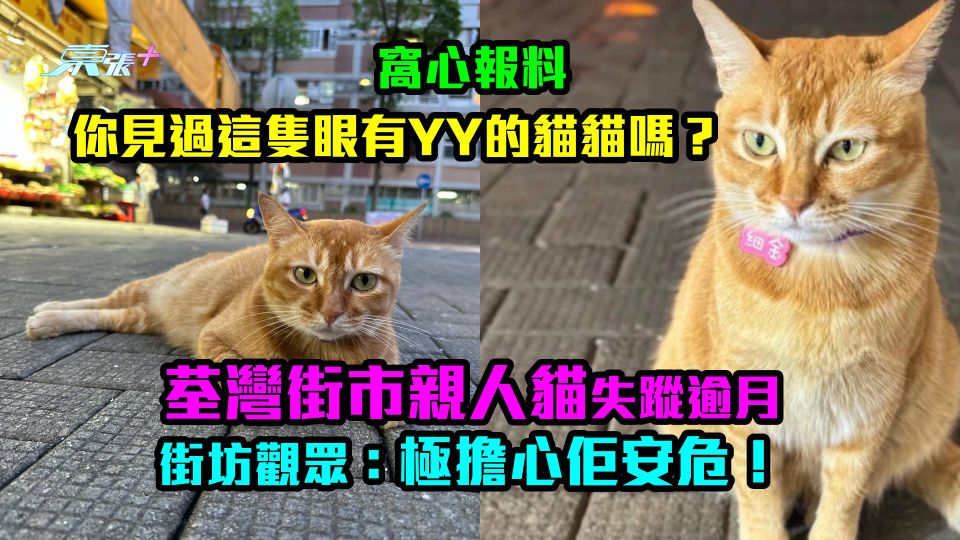窩心報料｜你見過這隻眼有YY的貓貓嗎？ 荃灣街市親人貓失蹤逾月 街坊觀眾：極擔心佢安危！