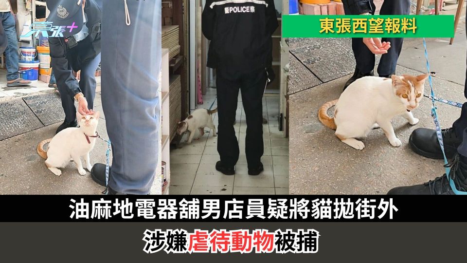 東張西望報料｜油麻地電器舖男店員疑將貓拋街外　涉嫌虐待動物落網