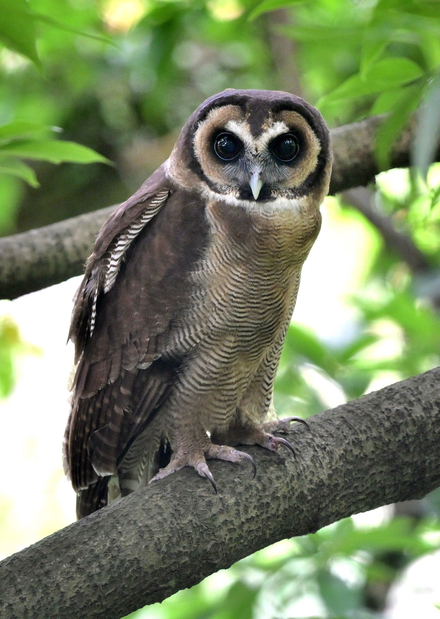 褐林鴞｜嘉道理農場再現珍稀貓頭鷹。(FB@Yk Liu Liu)
