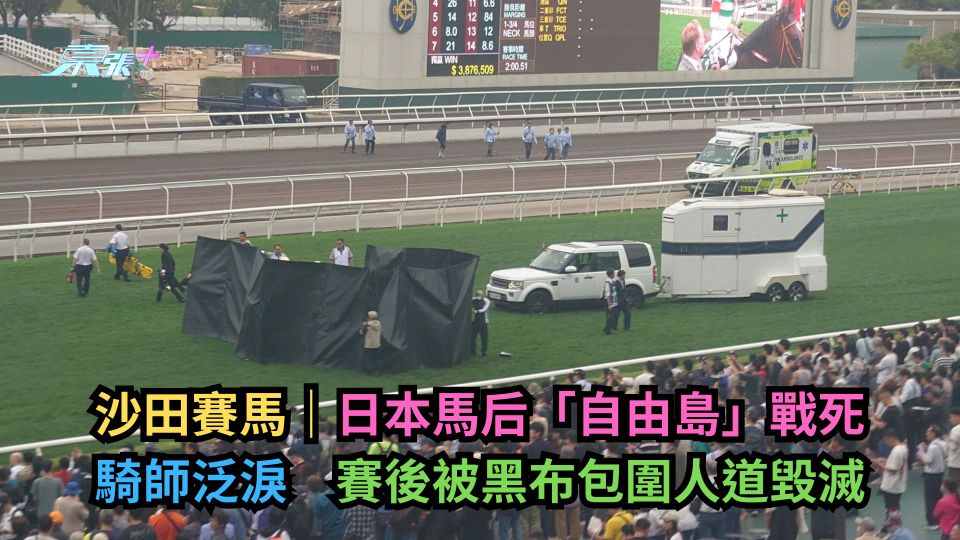 沙田賽馬｜日本馬后「自由島」戰死騎師泛淚　賽後被黑布包圍人道毀滅