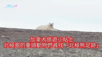 北極潮什麼︱加拿大旅遊小貼士 北極圈重頭動物們尋找「北極熊足跡」