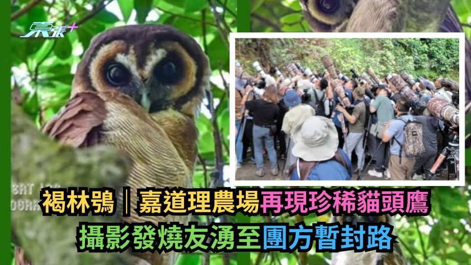 褐林鴞｜嘉道理農場再現珍稀貓頭鷹　攝影發燒友湧至團方暫封路