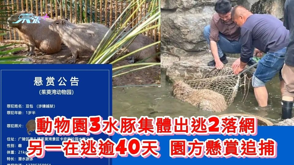 有片丨動物園3水豚集體出逃2落網 另一在逃逾40天 園方懸賞追捕