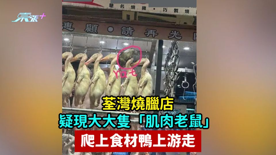 荃灣燒臘店疑現大大隻「肌肉老鼠」 爬上食材鴨上游走