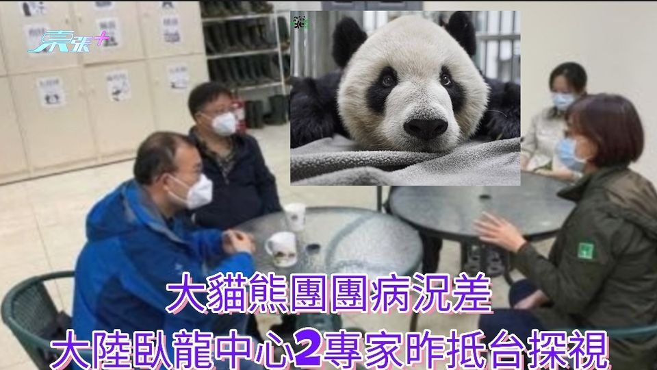 大貓熊團團病況差　大陸臥龍中心2專家昨抵台探視