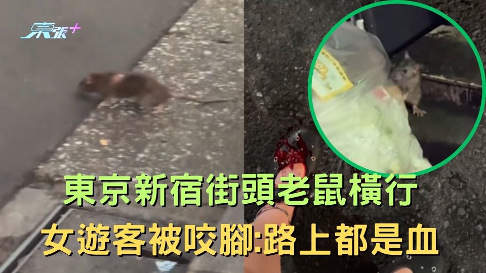 東京新宿街頭老鼠橫行 女遊客被咬腳:路上都是血