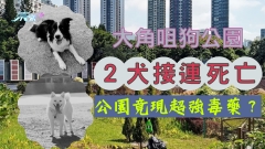 大角咀狗公園2犬接連死亡 公園竟現超強毒藥？