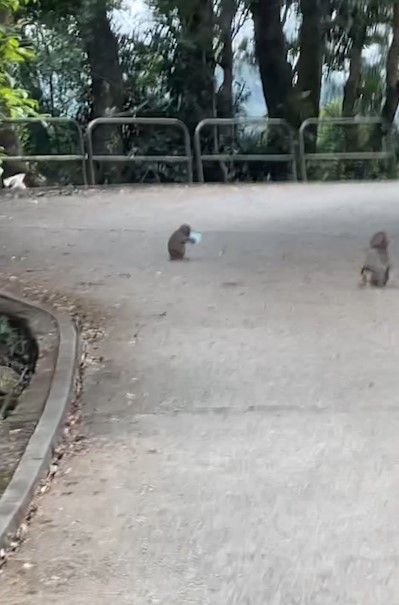 港人城門水塘行山遇馬騮搶食，結果中伏搶錯狗屎當場「灰爆」。