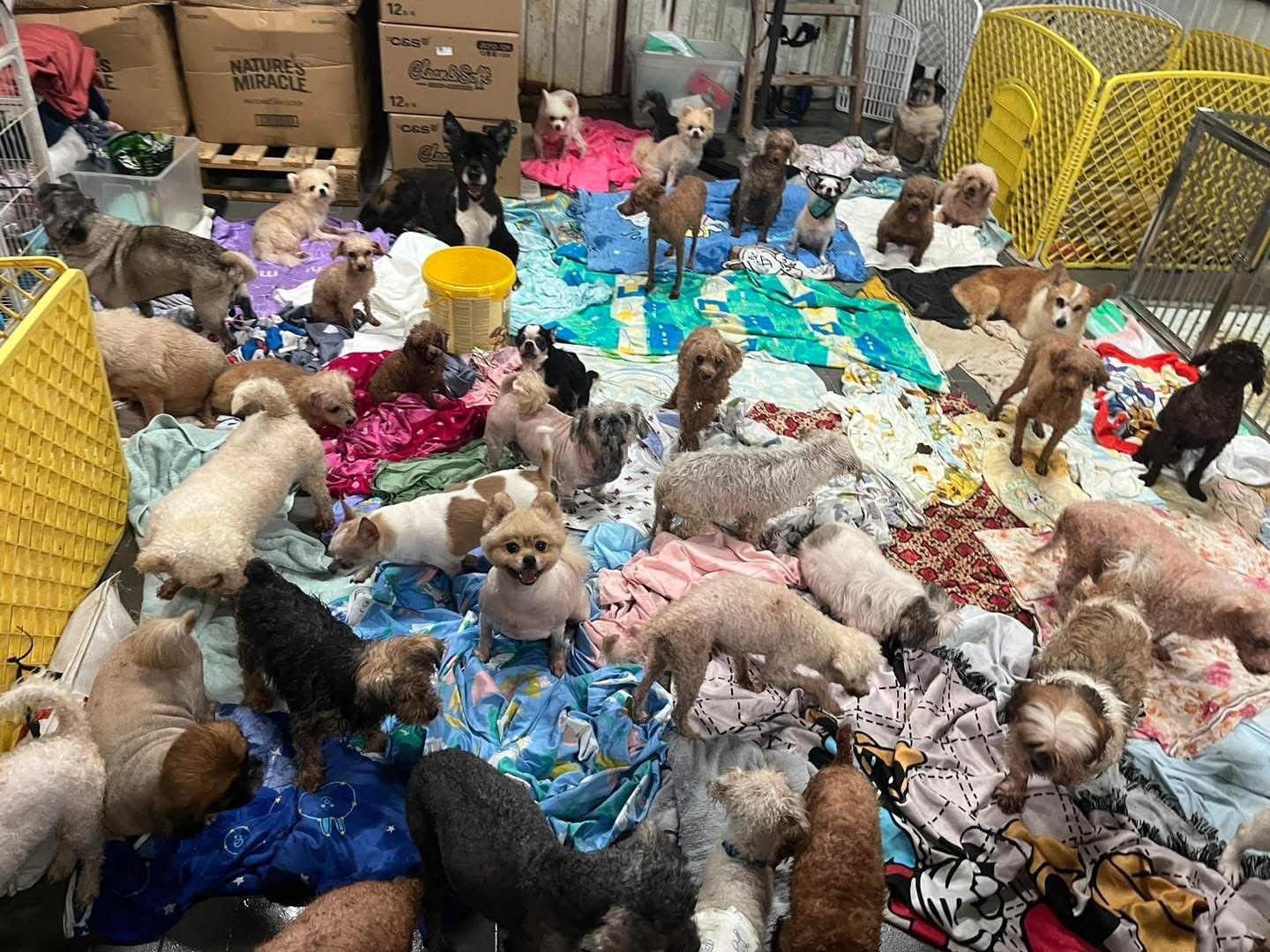 暴雨｜黑雨下狗場受災動物家所全被水浸。(FB@阿棍屋)