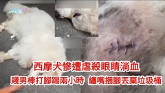 有片｜西摩犬慘遭虐殺眼睛淌血 賤男棒打腳踢兩小時 纏嘴捆腳丟棄垃圾桶