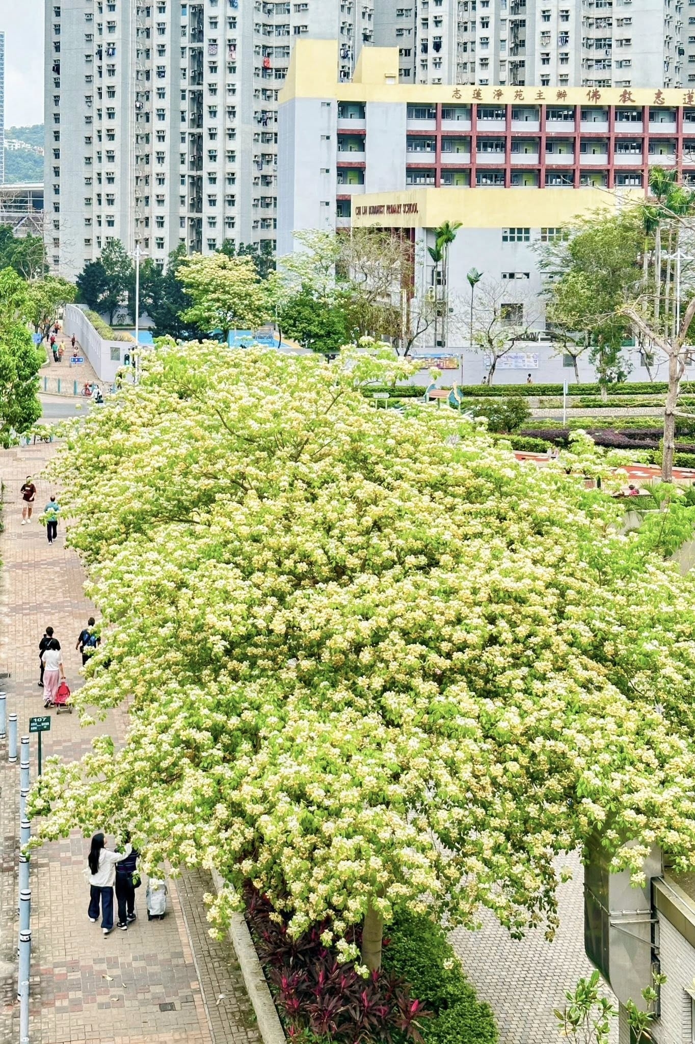 可能是小木犀樹的圖像