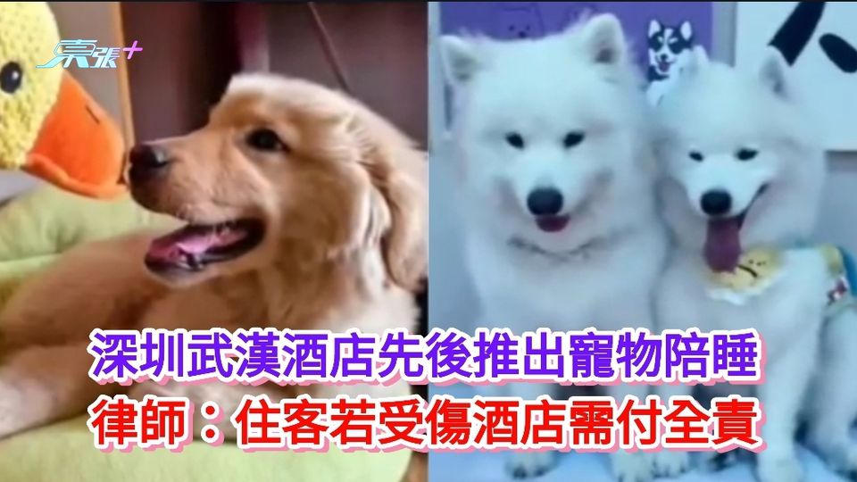 有片丨深圳武漢酒店先後推出寵物陪睡 律師：住客若受傷酒店需付全責