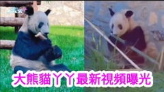有片 ｜大熊貓丫丫最新視頻曝光