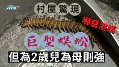 村屋驚現巨型蜈蚣嚇窒港媽 但為2歲兒為母則強